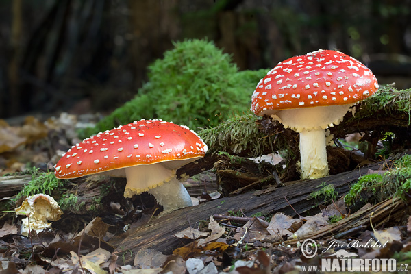 muchotrávka červená (Amanita muscaria)