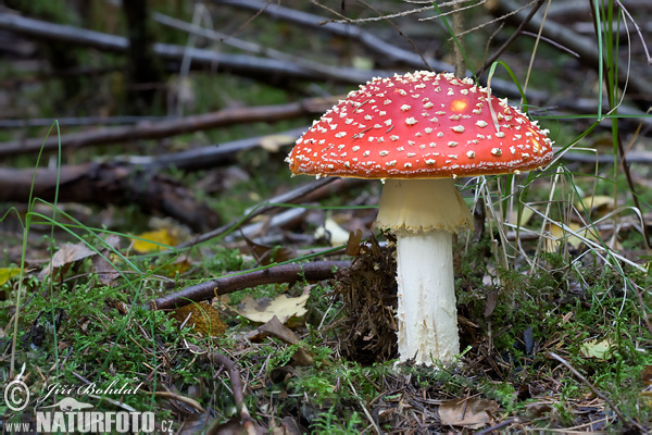 muchotrávka červená (Amanita muscaria)