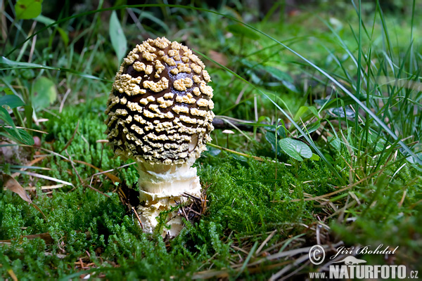 muchotrávka kráľovská (Amanita regalis)