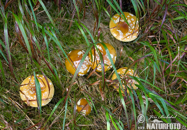 muchotrávka kráľovská (Amanita regalis)