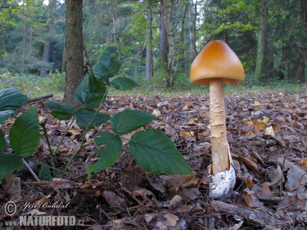 Muchotrávka oranžová (Amanita crocea)