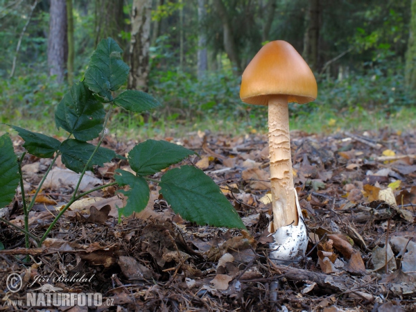 Muchotrávka oranžová (Amanita crocea)