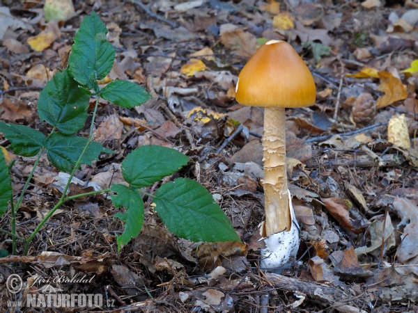 Muchotrávka oranžová (Amanita crocea)