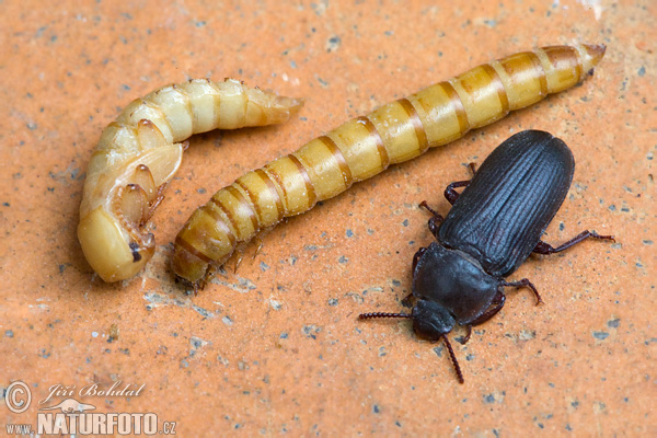 Múčiar obyčajný (Tenebrio molitor)