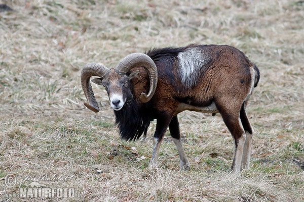 Muflon (Ovis musimon)