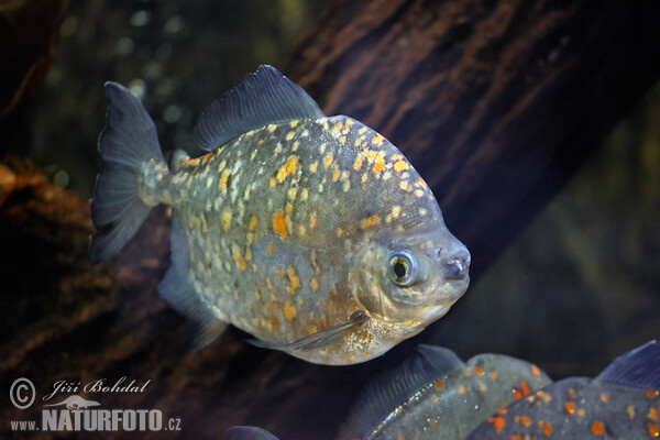 Myloplus červenoploutvý (Myloplus rubripinnis)