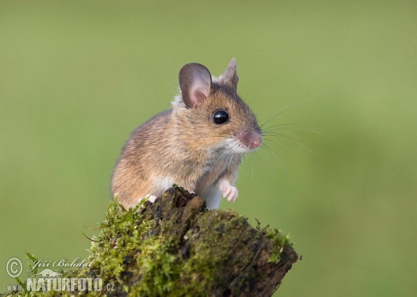 Myšice křovinná (Apodemus sylvaticus)