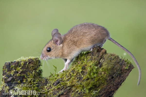 Myšice křovinná (Apodemus sylvaticus)