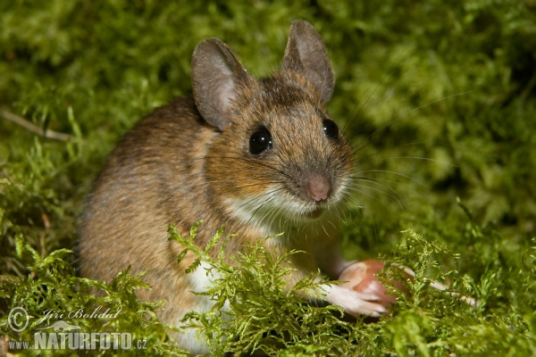 Myšice lesní (Apodemus flavicollis)