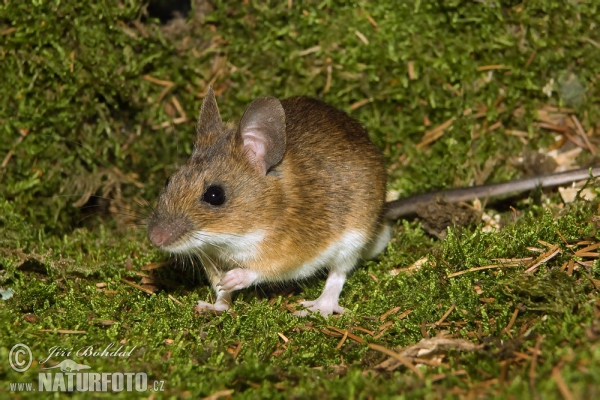 Myšice lesní (Apodemus flavicollis)