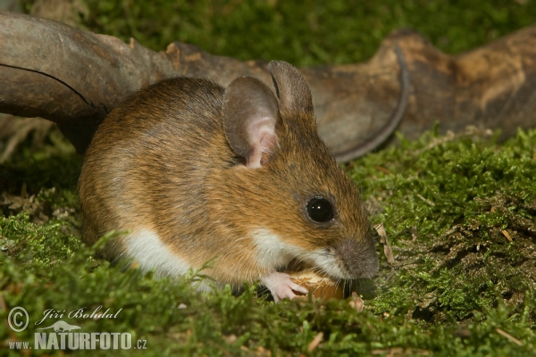 Myšice lesní (Apodemus flavicollis)