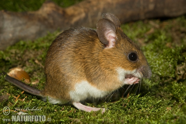 Myšice lesní (Apodemus flavicollis)