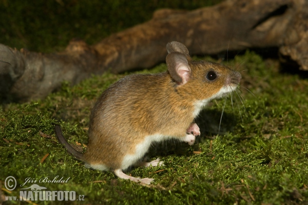 Myšice lesní (Apodemus flavicollis)