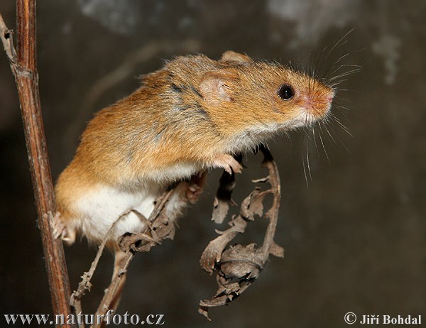 Myška drobná (Micromys minutus)