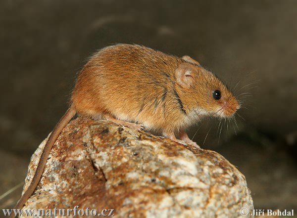 Myška drobná (Micromys minutus)