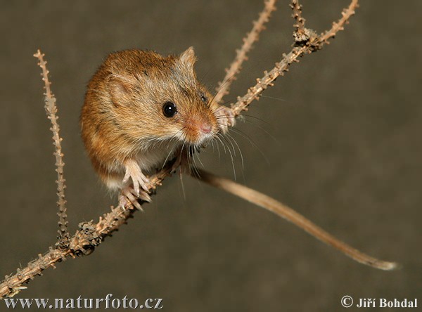 Myška drobná (Micromys minutus)