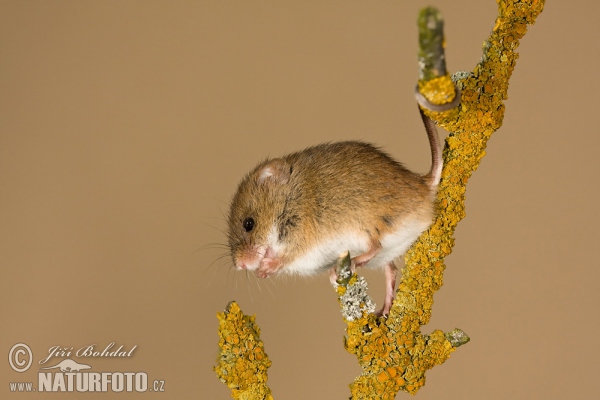 Myška drobná (Micromys minutus)