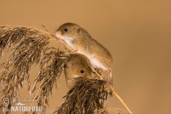 Myška drobná (Micromys minutus)