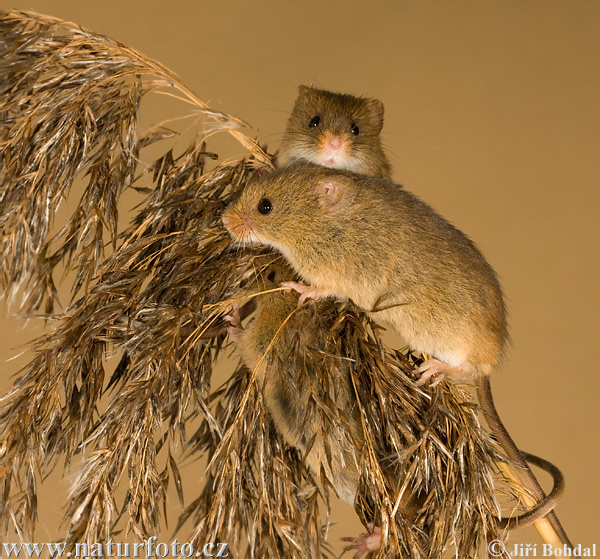 Myška drobná (Micromys minutus)