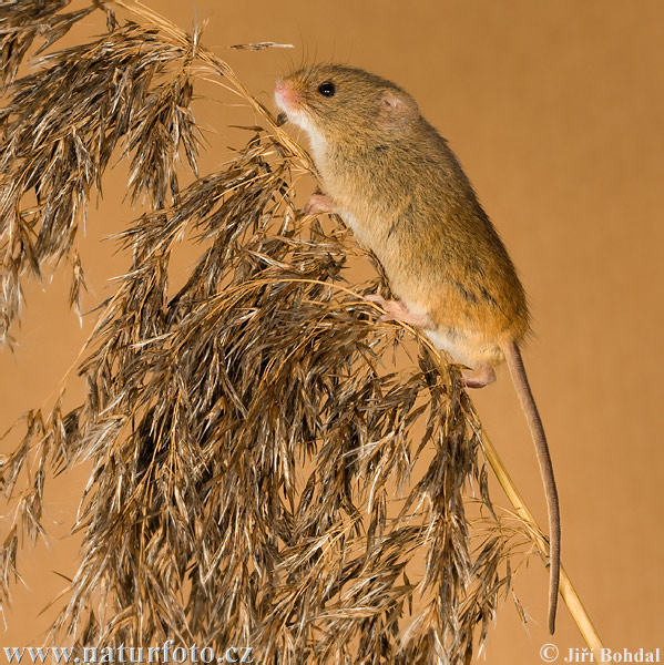 Myška drobná (Micromys minutus)