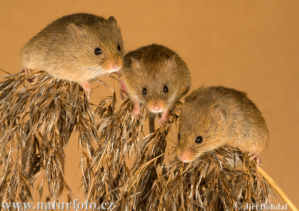 Myška drobná (Micromys minutus)