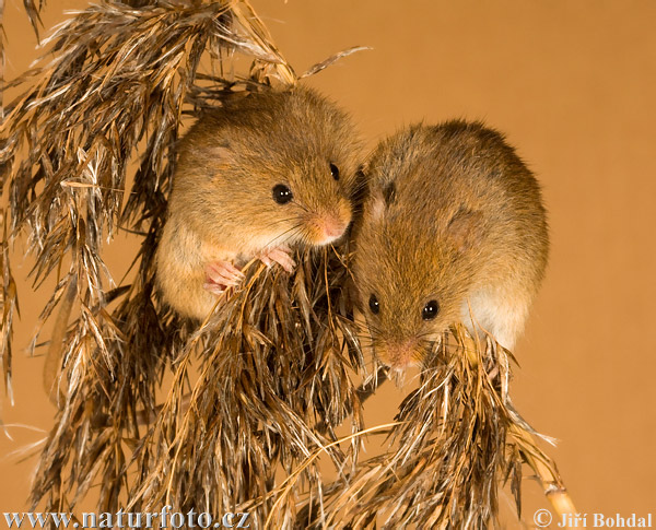 Myška drobná (Micromys minutus)