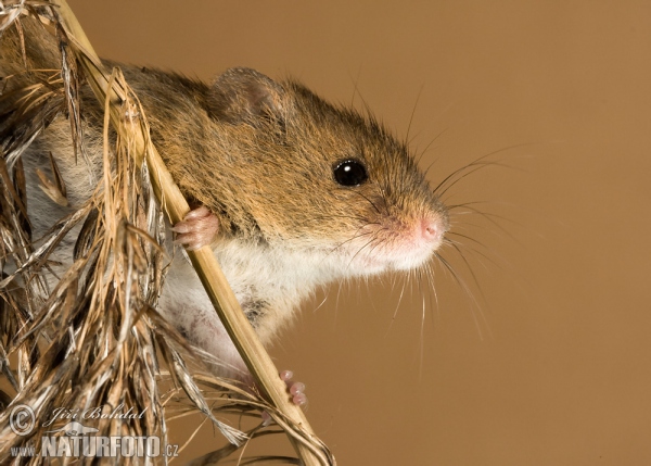 Myška drobná (Micromys minutus)