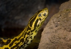Anakonda žlutá
