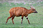 Antilopa bongo