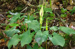 Árón (Arum cylindraceum)