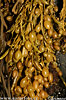 Ascophyllum nodosum (Ascophyllum nodosum)