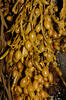 Ascophyllum nodosum (Ascophyllum nodosum)
