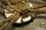 Australská tarantule (Sparassidae sp.)