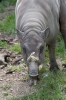 Babirusa celebeská