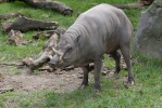 Babirusa celebeská (Babyrousa babyrussa)