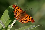 Babočka bílé C (Polygonia c-album)