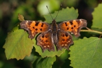 Babočka bílé C (Polygonia c-album)