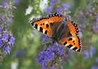 Babočka kopřivová (Aglais urticae)