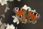 Motýli (Lepidoptera)