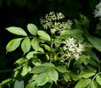 Baza čierna (Sambucus nigra)