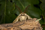 Bekyně velkohlavá (Lymantria dispar)