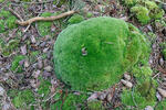 Bělomech sivý (Leucobryum glaucum)