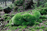 Bělomech sivý (Leucobryum glaucum)