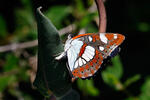 Bělopásek jednořadý (Limenitis reducta)