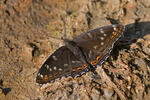 Bělopásek topolový (Limenitis populi)