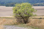 Bez černý (Sambucus nigra)