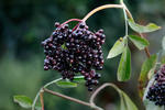 Bez černý (Sambucus nigra)