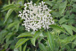 Bez černý (Sambucus nigra)