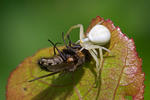 Běžník kopretinový (Misumena vatia)