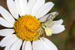 Běžník kopretinový (Misumena vatia)